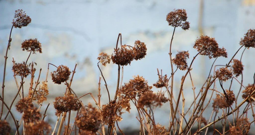 Winter Garden Painting a Commission